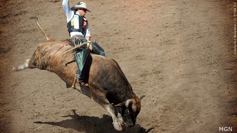 Wikend Bull HAPPENING THIS WEEKEND: West Texas Bull Invasion
