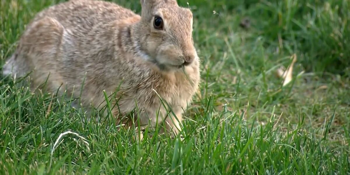 TPWD warning of deadly rabbit virus spreading in West Texas