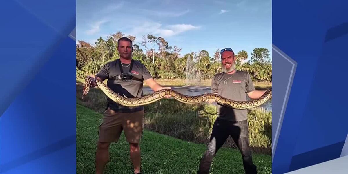 10 Ft Long Python Homeowner surprised by 10-foot python near backyard pool