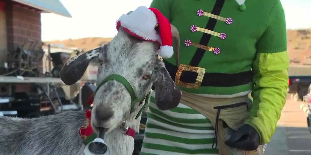 Goat Bell Ringer Goat rings Salvation Army bell to help bring in donations