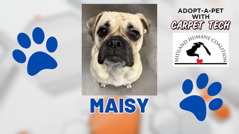 Adopt-a-Pet with Carpet Tech: Meet Maisy
