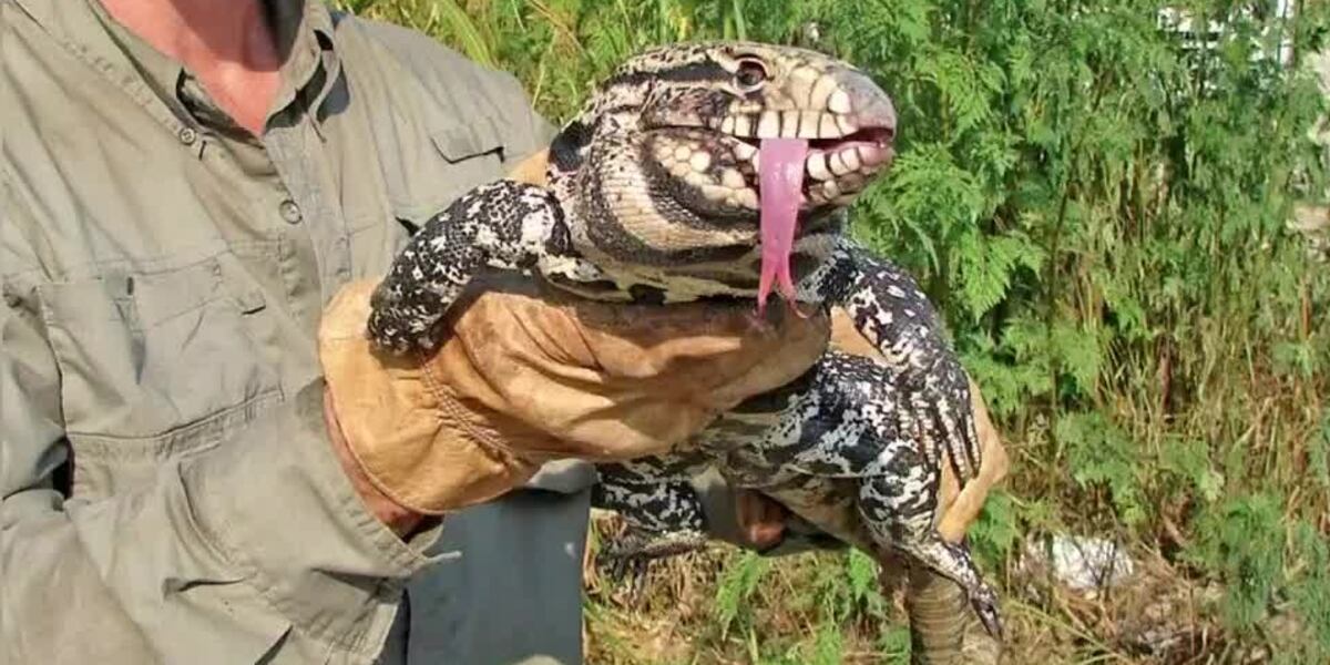 Sc Invasive Lizard Dozens of sightings reported as massive lizards invade South Carolina ...