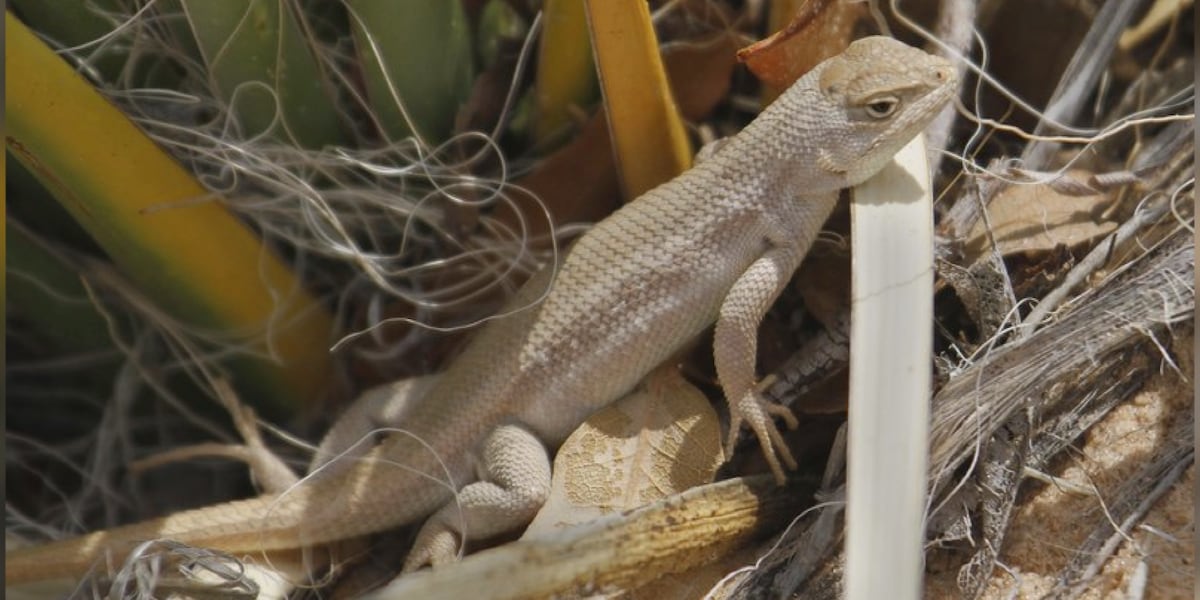 Rep. Pfluger introduces LIZARD Act in response to Endangered Dunes ...